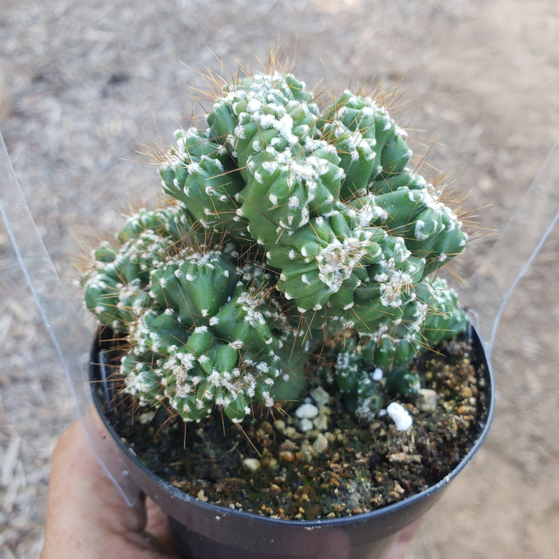 Crested & Monstrose Brain Cactus by Blaise-Cactus - Small-The Succulent Source
