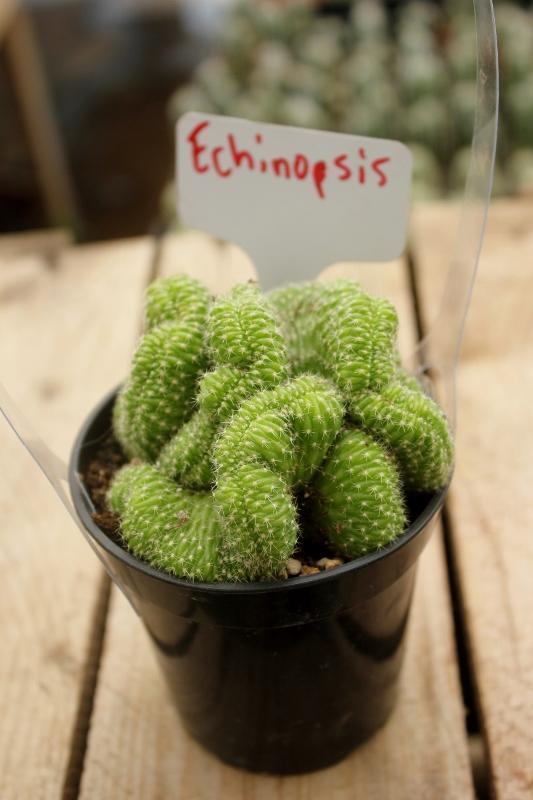 Crested & Monstrose Cactus by Blaise-Cactus - Small-The Succulent Source