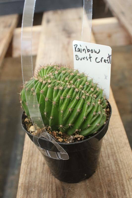 Crested & Monstrose Cactus by Blaise-Cactus - Small-The Succulent Source