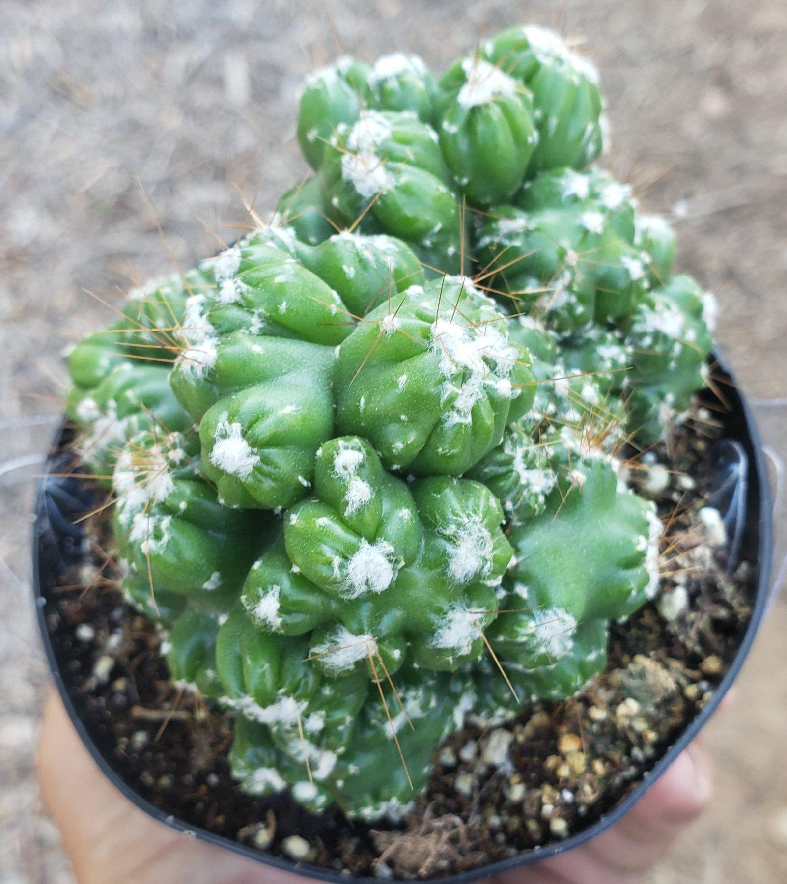 Crested & Monstrose Brain Cactus by Blaise-Cactus - Small-The Succulent Source