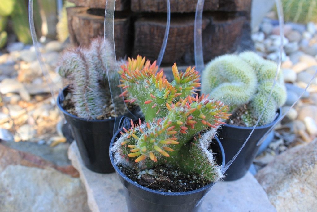 3.5" Crested Monstrose Cactus bulk wholesale succulent prices at the succulent source - 3