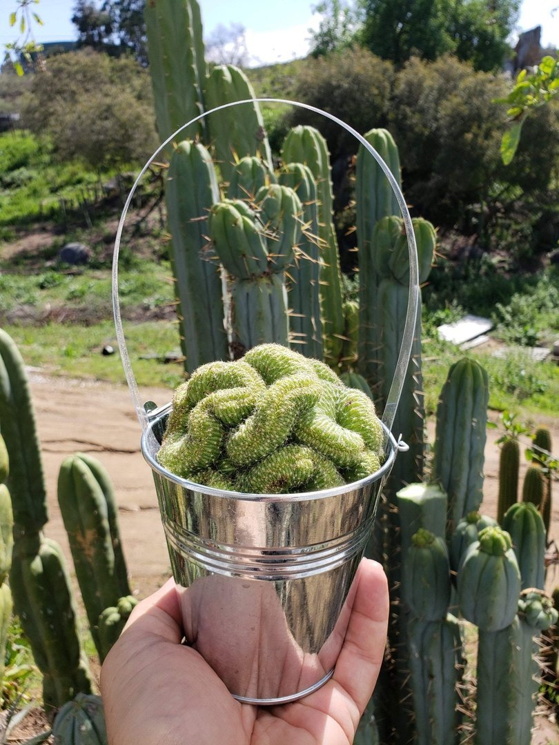 Crested & Monstrose Cactus by Blaise-Cactus - Small-The Succulent Source