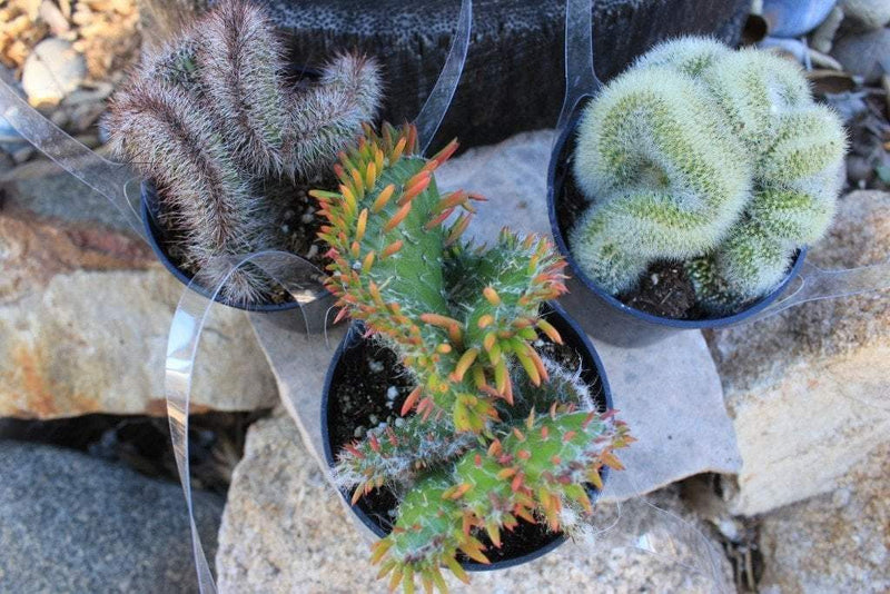 3.5" Crested Monstrose Cactus bulk wholesale succulent prices at the succulent source - 4
