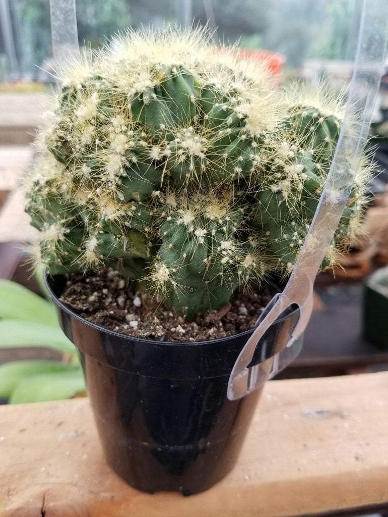 Crested & Monstrose Cactus by Blaise-Cactus - Small-The Succulent Source