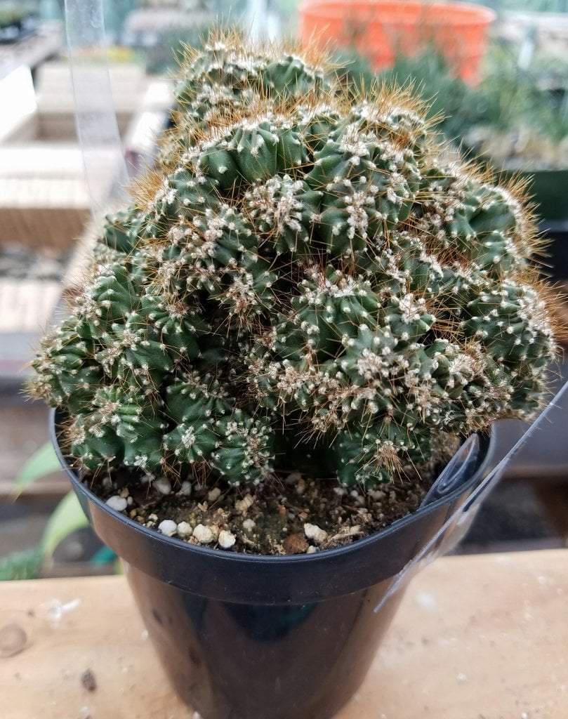 Crested & Monstrose Cactus by Blaise-Cactus - Small-The Succulent Source