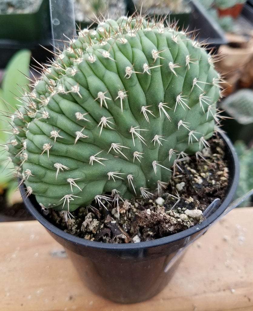 Crested & Monstrose Cactus by Blaise-Cactus - Small-The Succulent Source