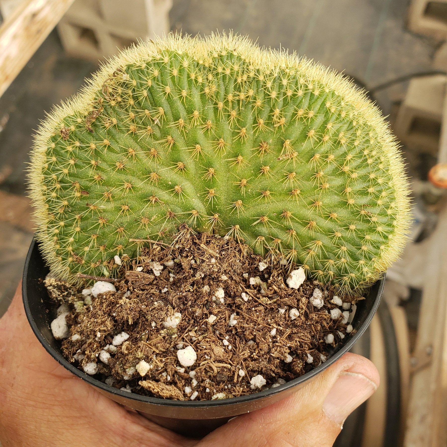 Crested & Monstrose Brain Cactus by Blaise-Cactus - Small-The Succulent Source