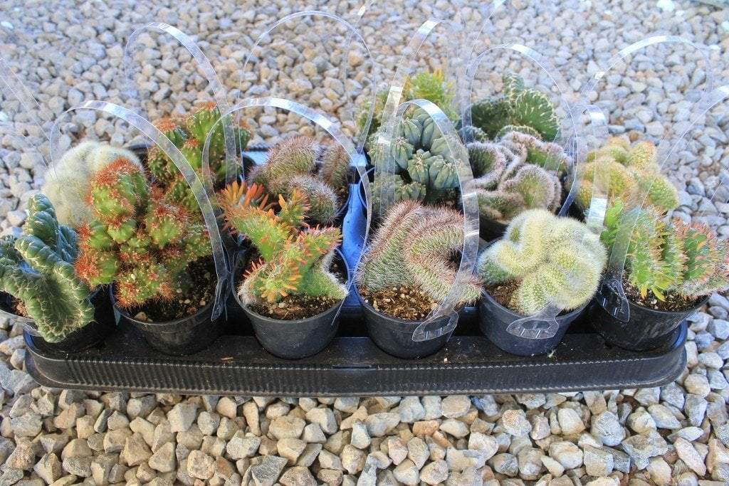 3.5" Crested Monstrose Cactus bulk wholesale succulent prices at the succulent source - 1