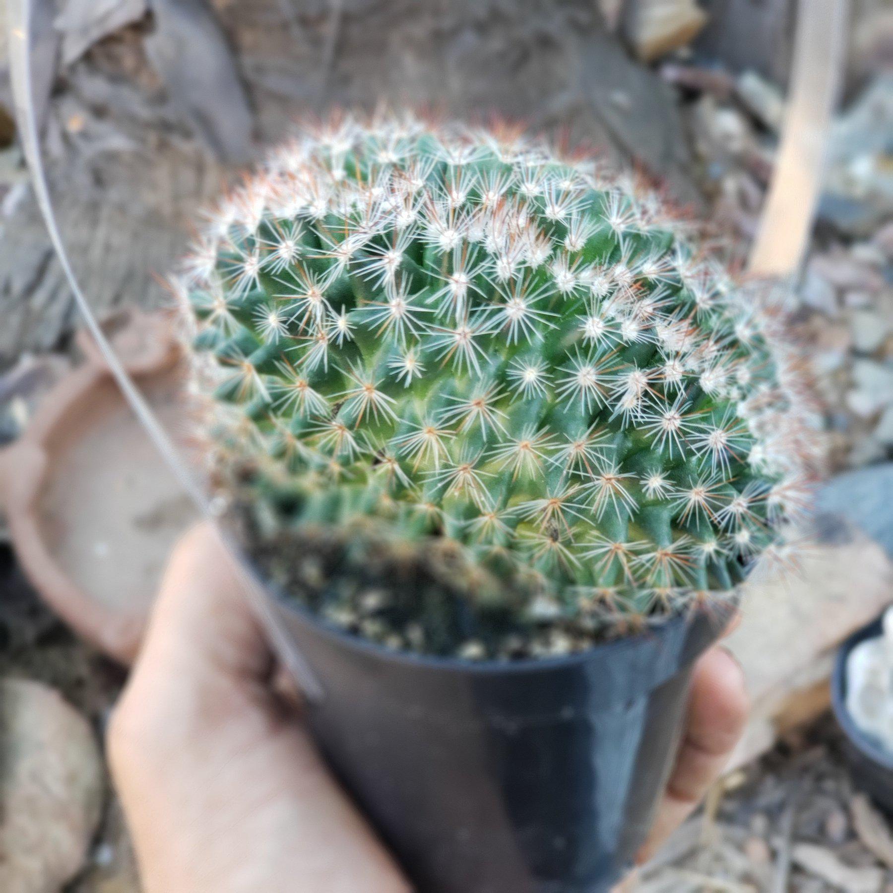 Crested & Monstrose Brain Cactus by Blaise-Cactus - Small-The Succulent Source