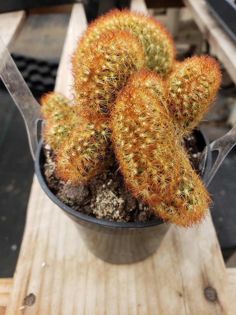 Crested & Monstrose Cactus by Blaise-Cactus - Small-The Succulent Source