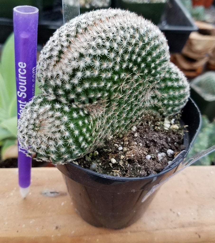 Crested & Monstrose Cactus by Blaise-Cactus - Small-The Succulent Source