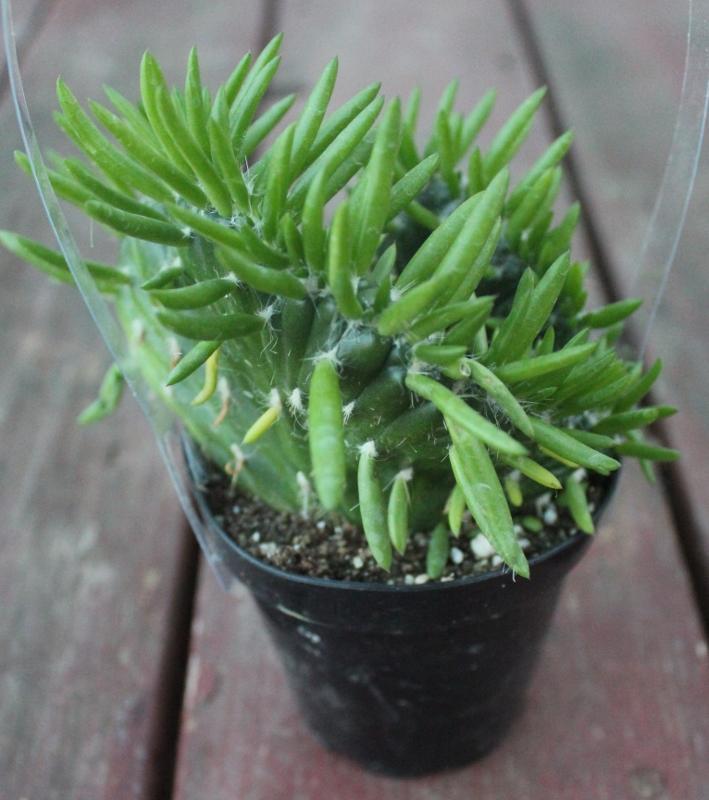 Crested & Monstrose Cactus by Blaise-Cactus - Small-The Succulent Source