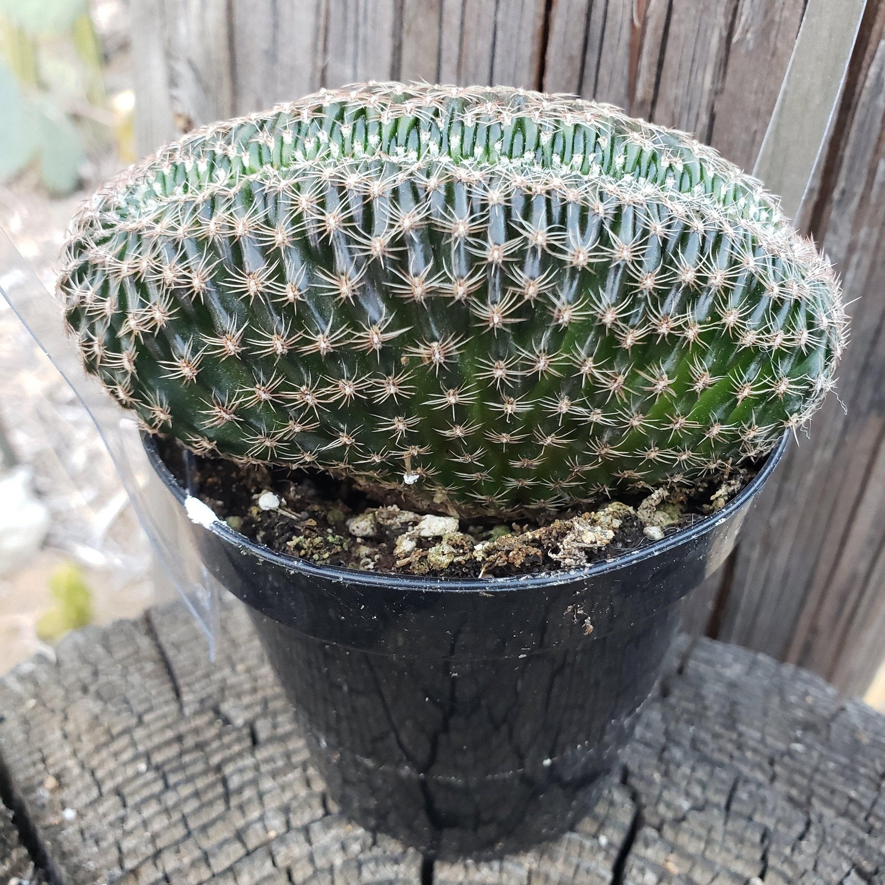 Crested & Monstrose Brain Cactus by Blaise-Cactus - Small-The Succulent Source