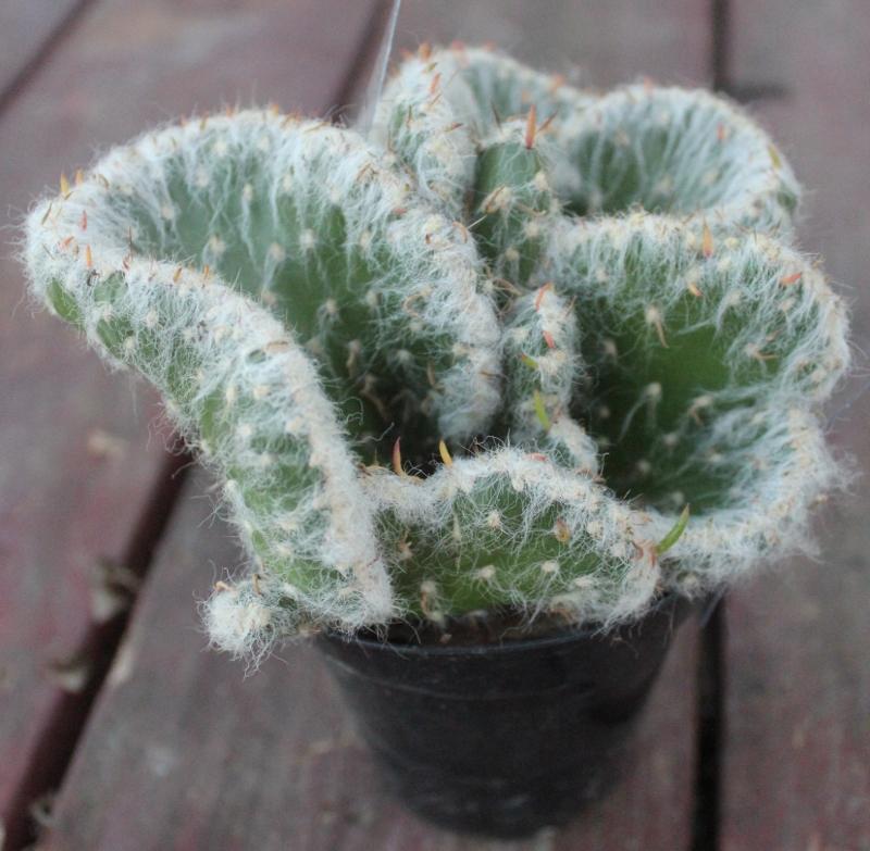 Crested & Monstrose Cactus by Blaise-Cactus - Small-The Succulent Source