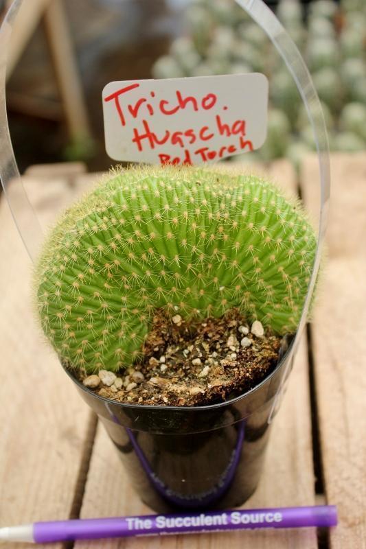 Crested & Monstrose Cactus by Blaise-Cactus - Small-The Succulent Source