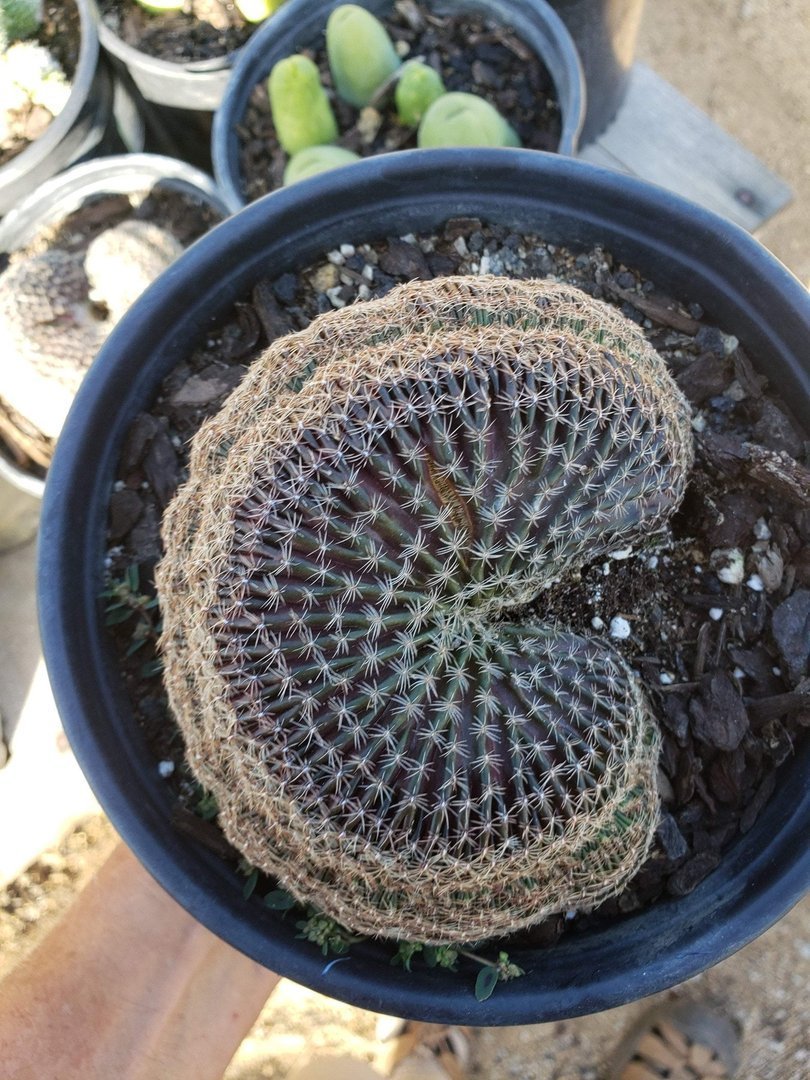 Crested & Monstrose Cactus by Blaise-Cactus - Small-The Succulent Source