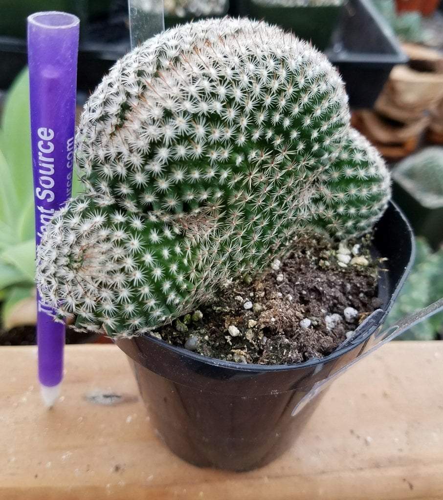 succulents brain cactus Crested & Monstrose Brain Cactus by Blaise in 3.5” containers