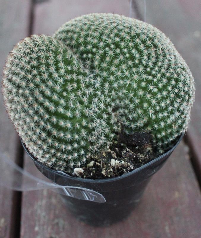 types of brain cactus Crested & Monstrose Brain Cactus by Blaise in 3.5” containers