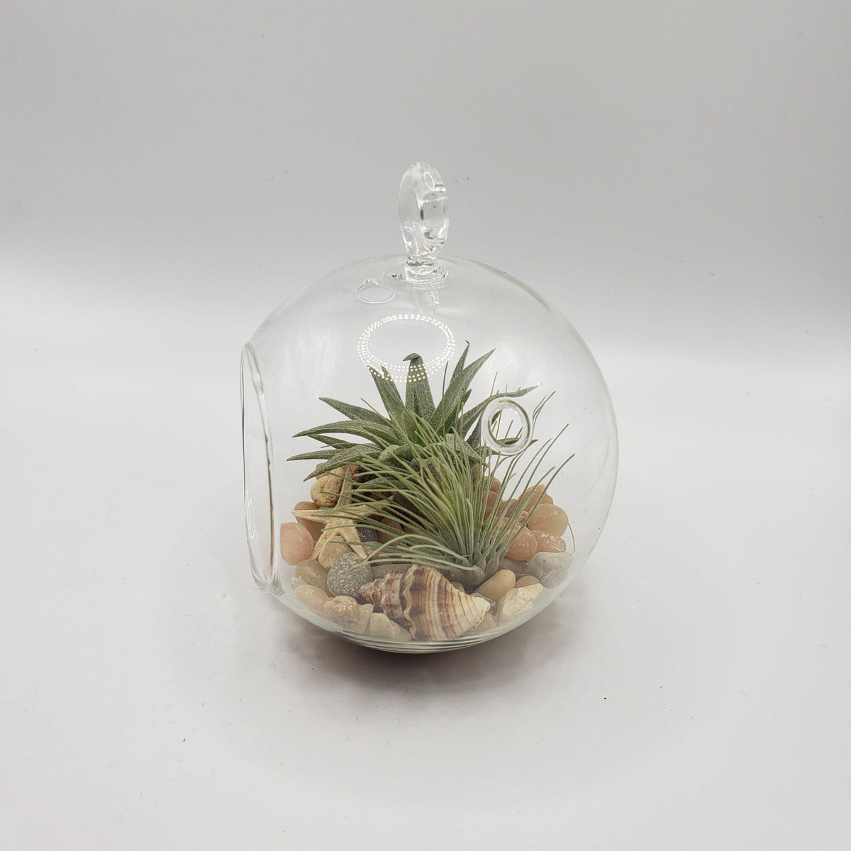 DIY Air Plant Terrarium Kit