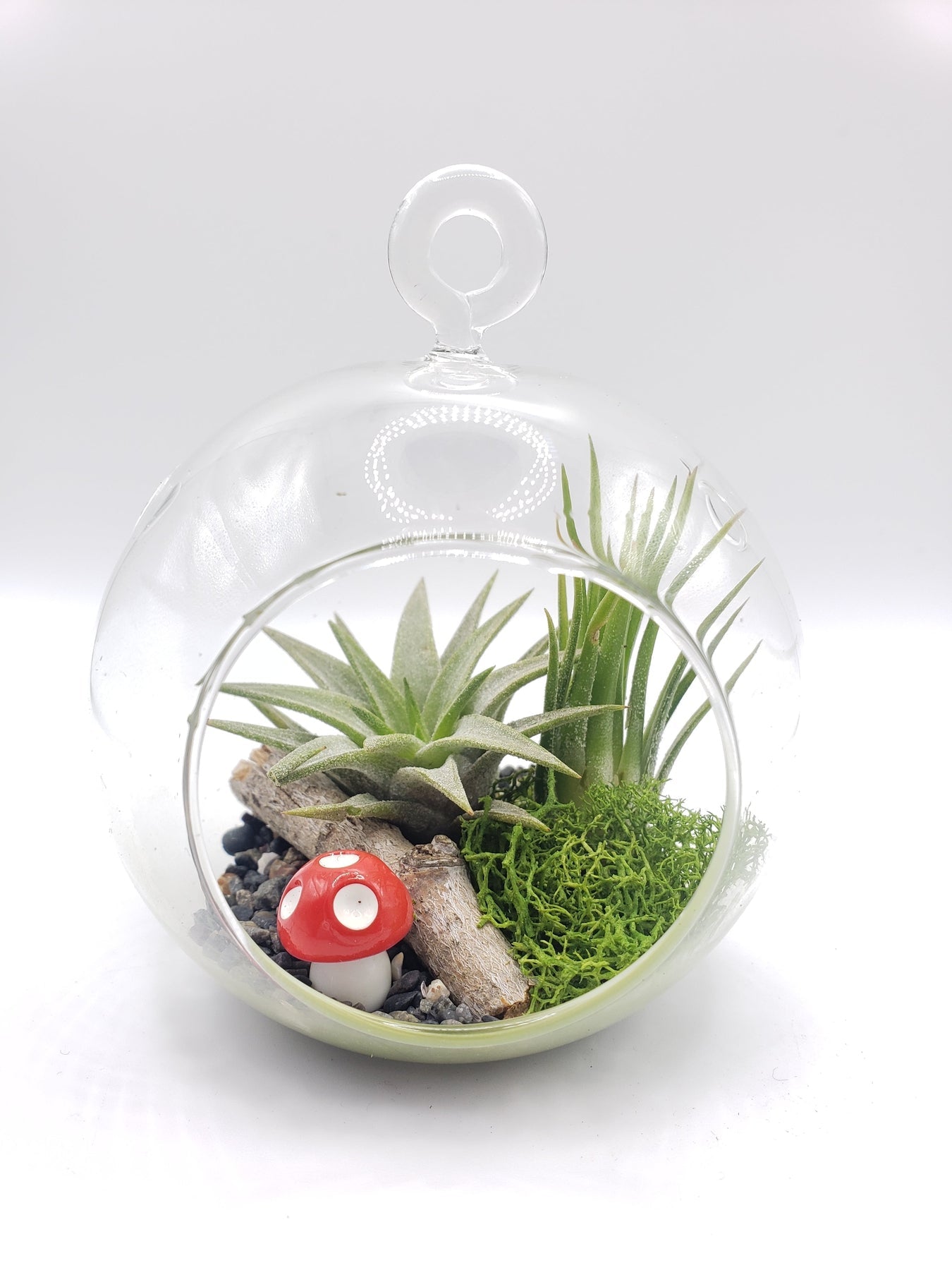 Adult Craft Kit, DIY Craft, Personalized Gift, Air Plant Kit