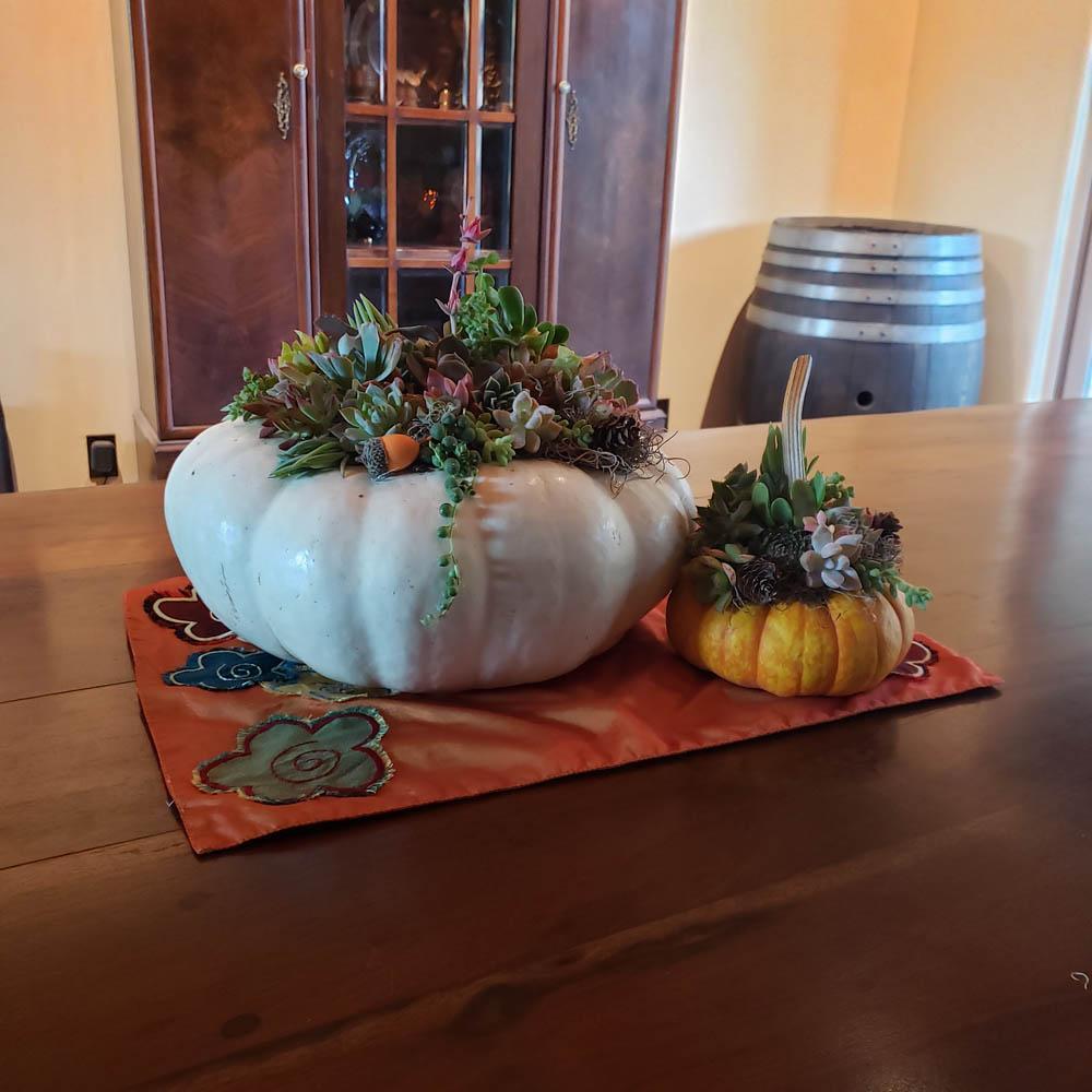 DIY "Everything but the Pumpkin" Kit-Succulent - Gift-The Succulent Source