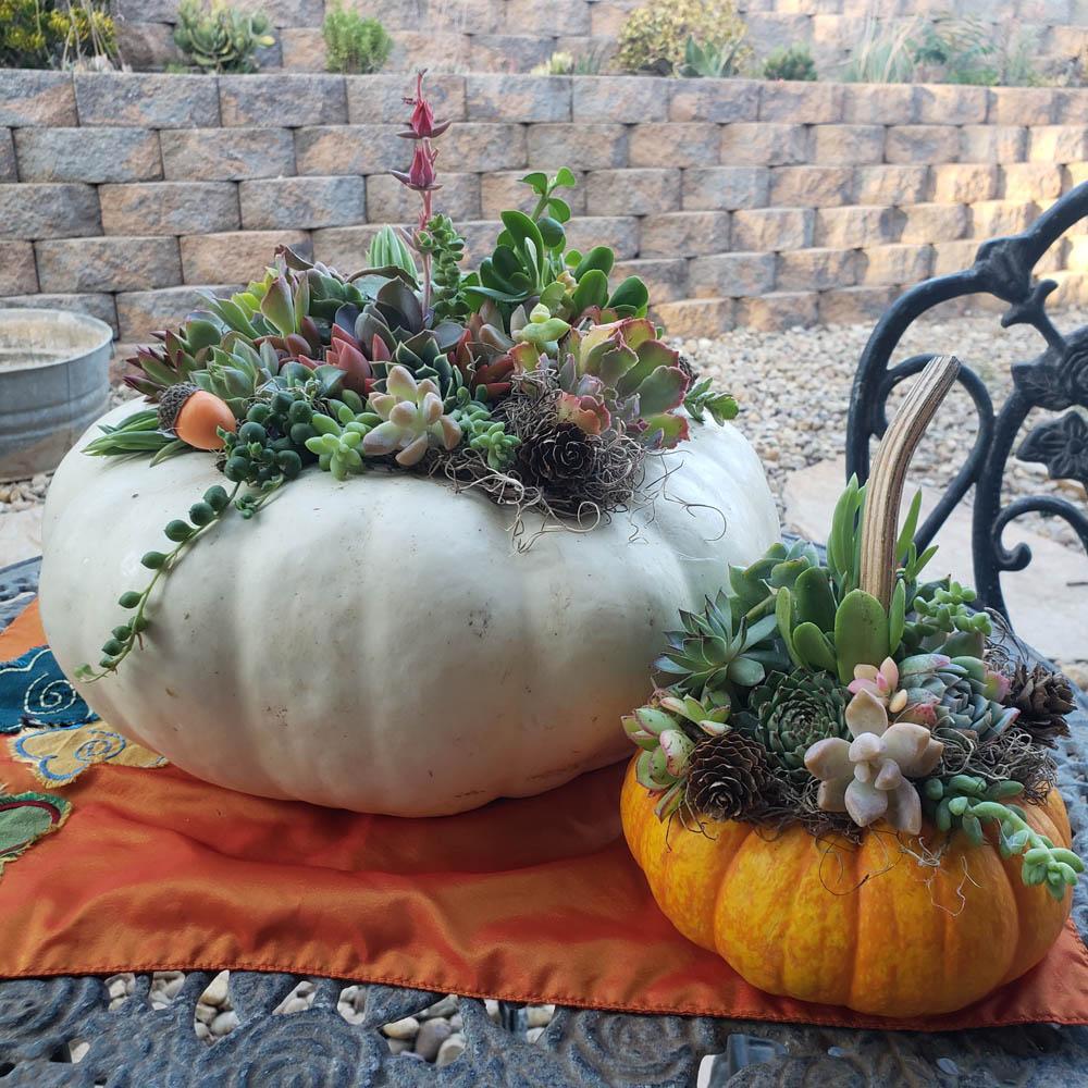 diy pumpkin succulent DIY "Everything but the Pumpkin" Kit