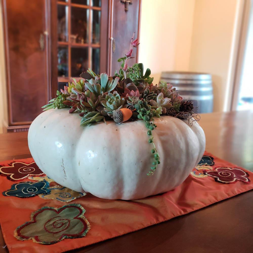 pumpkin succulent garden DIY Pumpkin Succulent Kit Fall Decor Halloween Decor Large