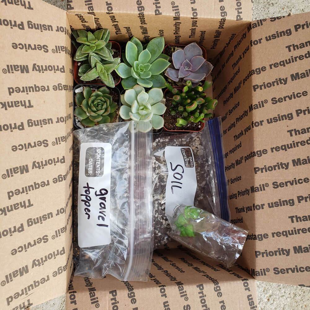 succulent garden starter kit DIY Garden Kit for Kids Learning