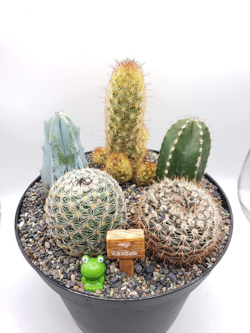 DIY Garden Kit (Succulents or Cactus)-Succulent - Gift-The Succulent Source