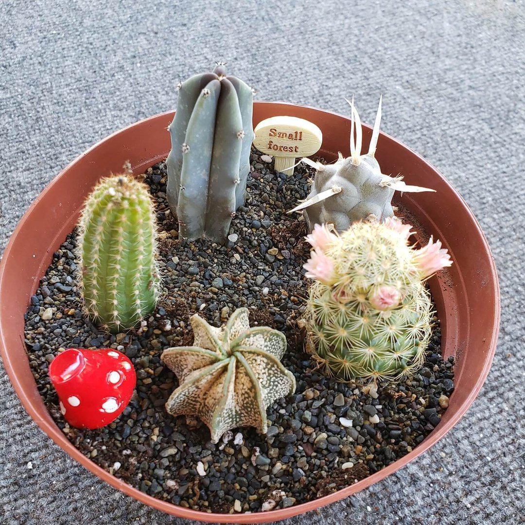 DIY Garden Kit (Succulents or Cactus)-Succulent - Gift-The Succulent Source