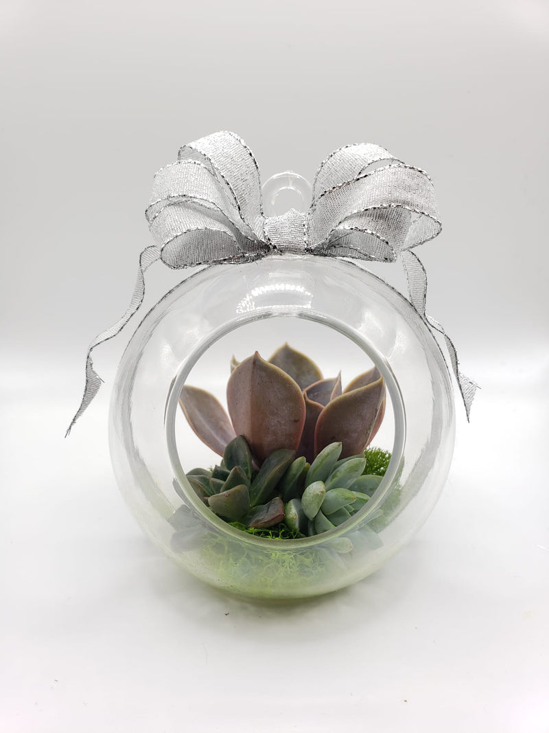 DIY Hanging Terrarium Globe-Succulent - Gift-The Succulent Source