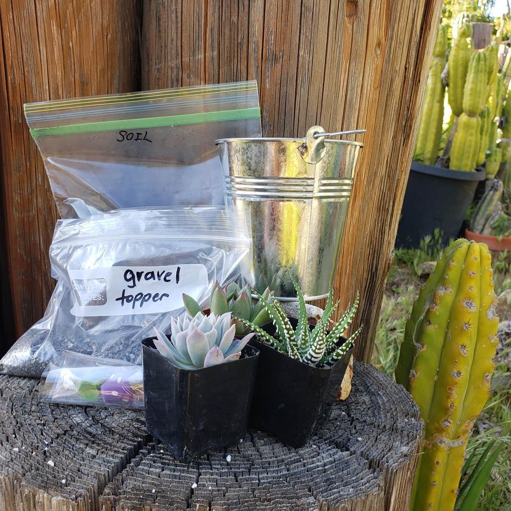 succulent soil topper DIY Succulent Pail Kit for Kids Learning