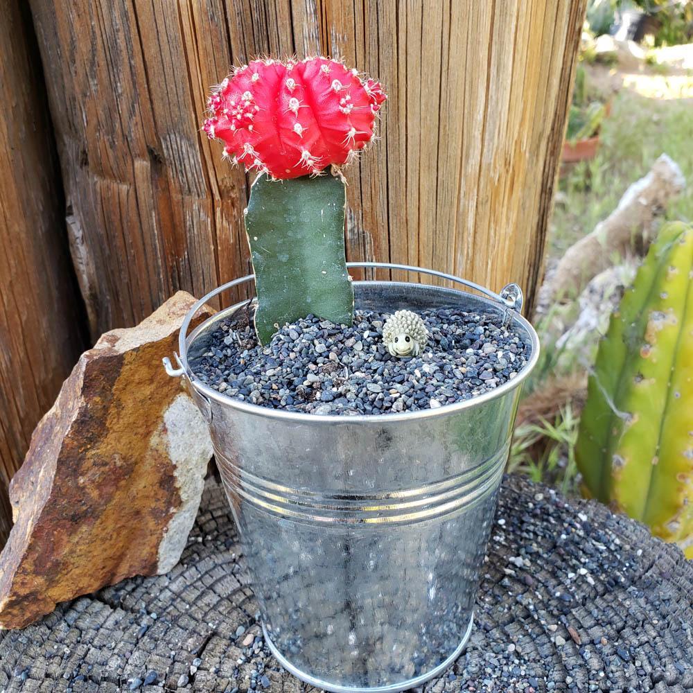 DIY Pail Kit (Succulents or Cactus)-Succulent - Gift-The Succulent Source