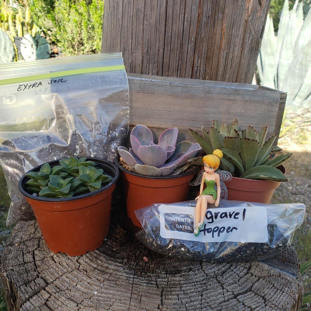 can you plant succulents in wooden box DIY Succulent Wood Box Kit for Kids Learning