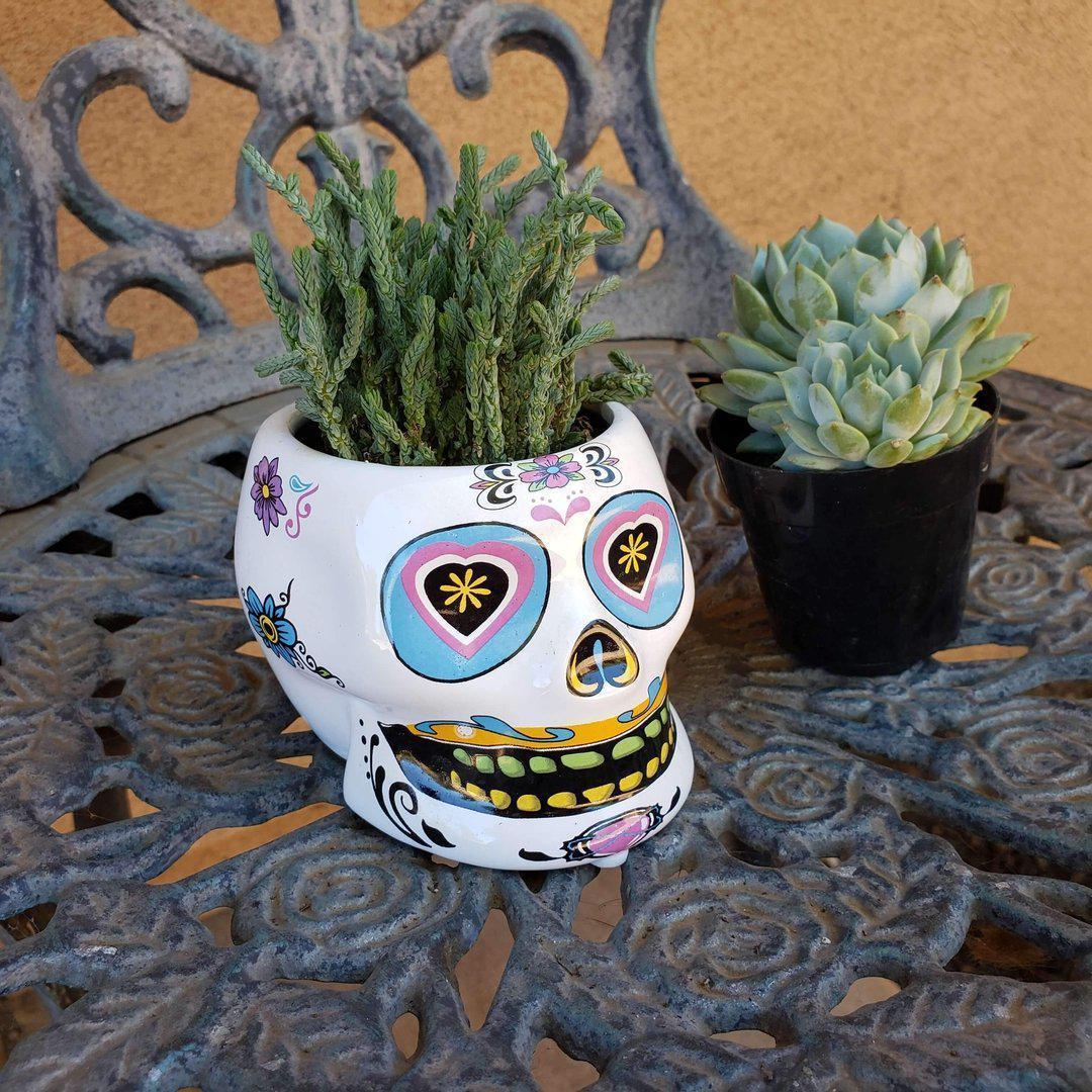 Dia de los Muertos - Sugar Skull-Succulent - Specialty-The Succulent Source