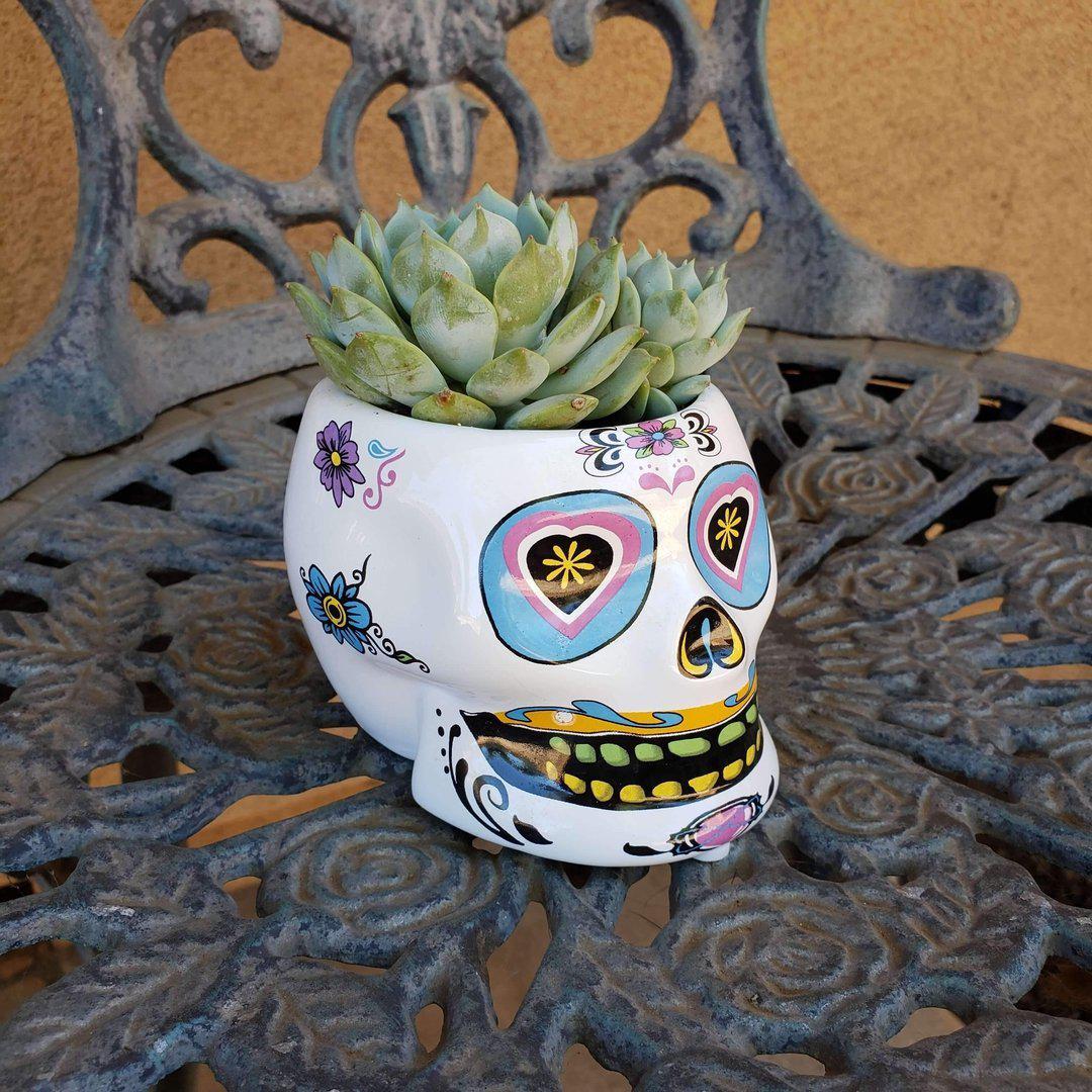 Dia de los Muertos - Sugar Skull-Succulent - Specialty-The Succulent Source