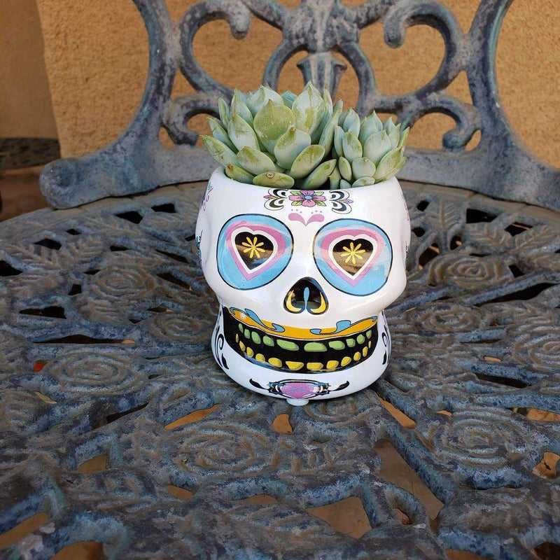 Dia de los Muertos - Sugar Skull-Succulent - Specialty-The Succulent Source