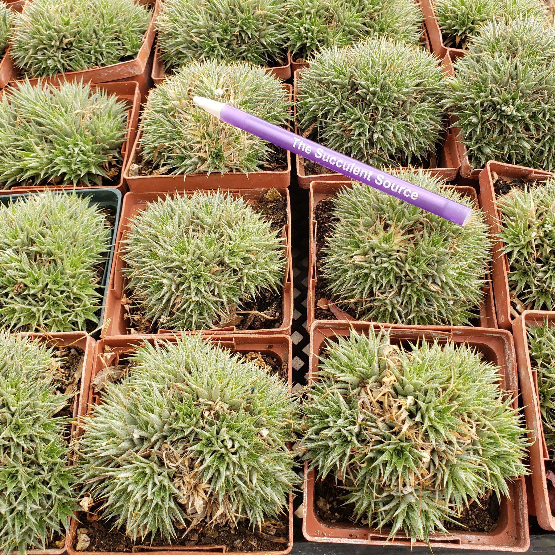 Dueterocohnia Brevifolia in 3.5" container-Succulent - Medium-The Succulent Source