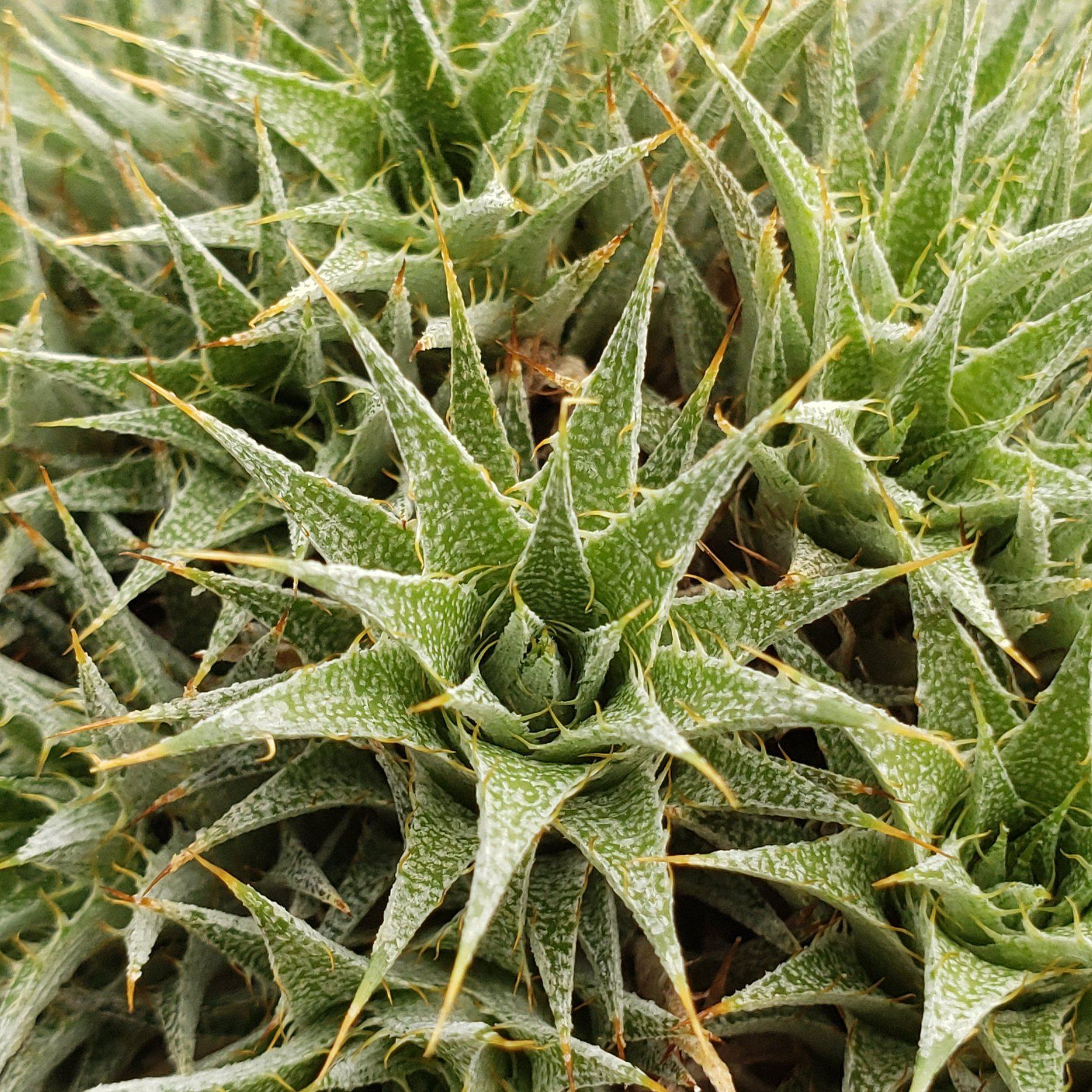 Dueterocohnia Brevifolia in 3.5" container-Succulent - Medium-The Succulent Source