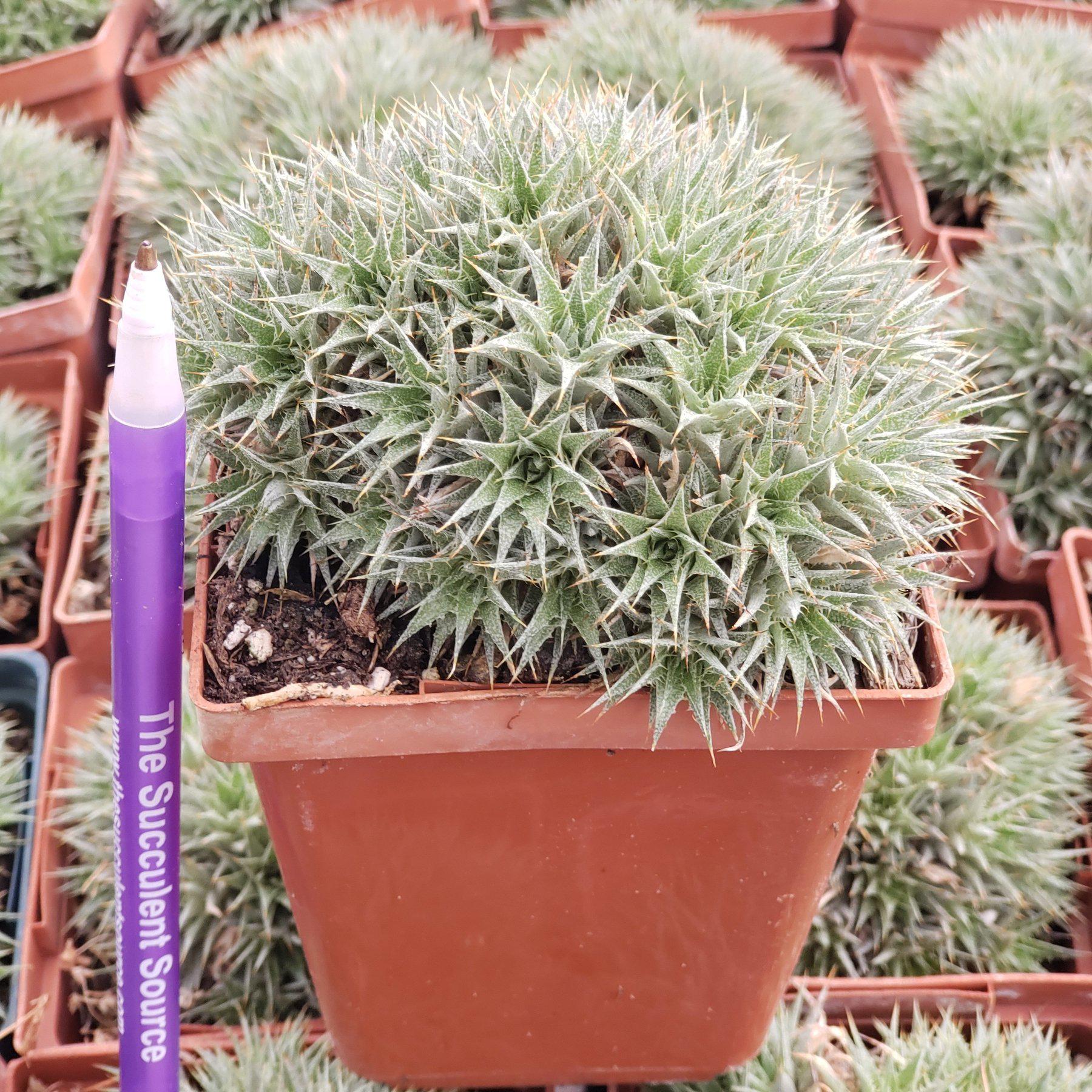 Dueterocohnia Brevifolia in 3.5" container-Succulent - Medium-The Succulent Source