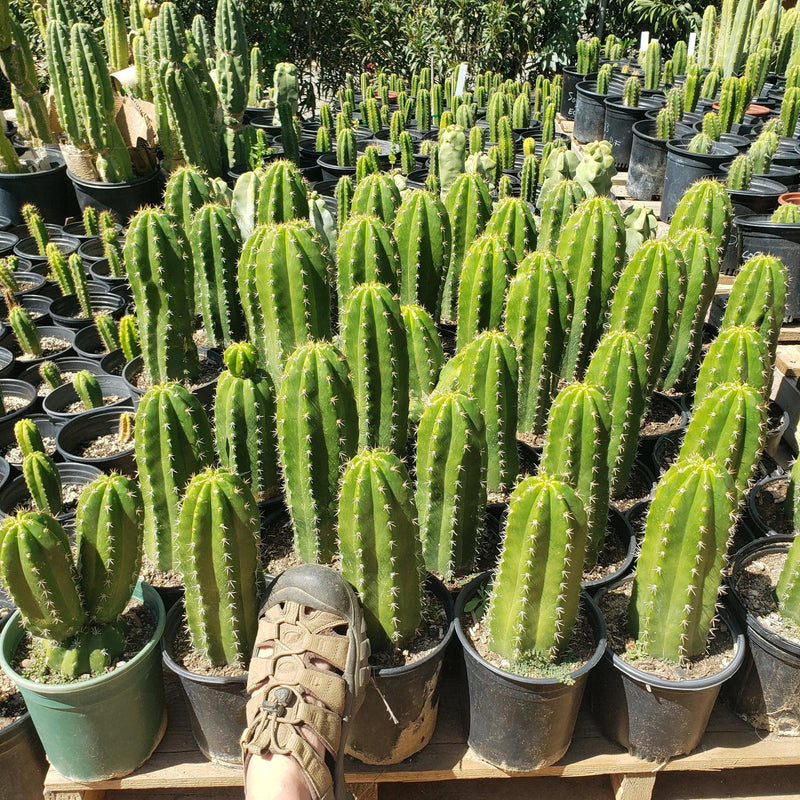 #EC04 EXACT Trichocereus Pachanoi Jiimz Long Spine Cactus 12-14"