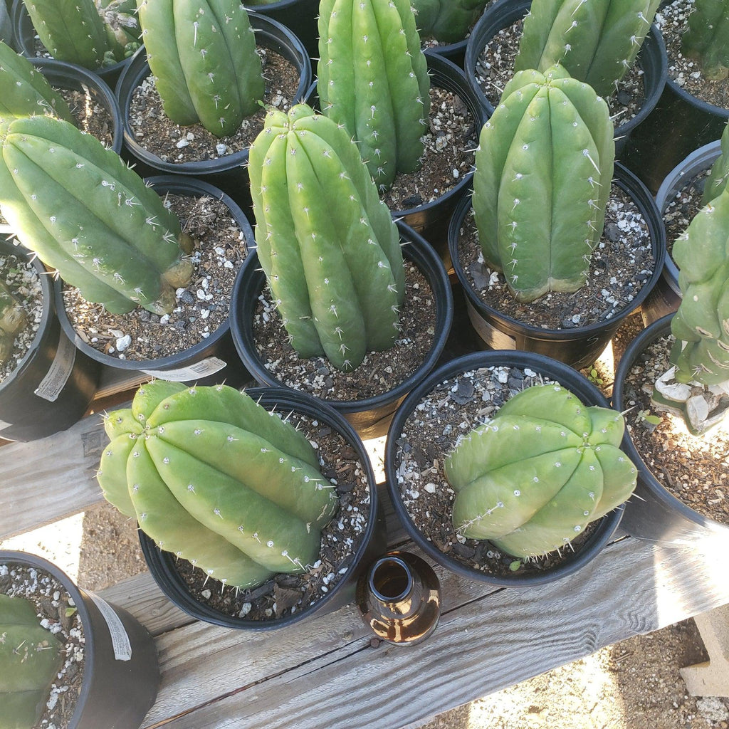 San Pedro Cactus for Sale Trichocereus EC05 EXACT Trichocereus
