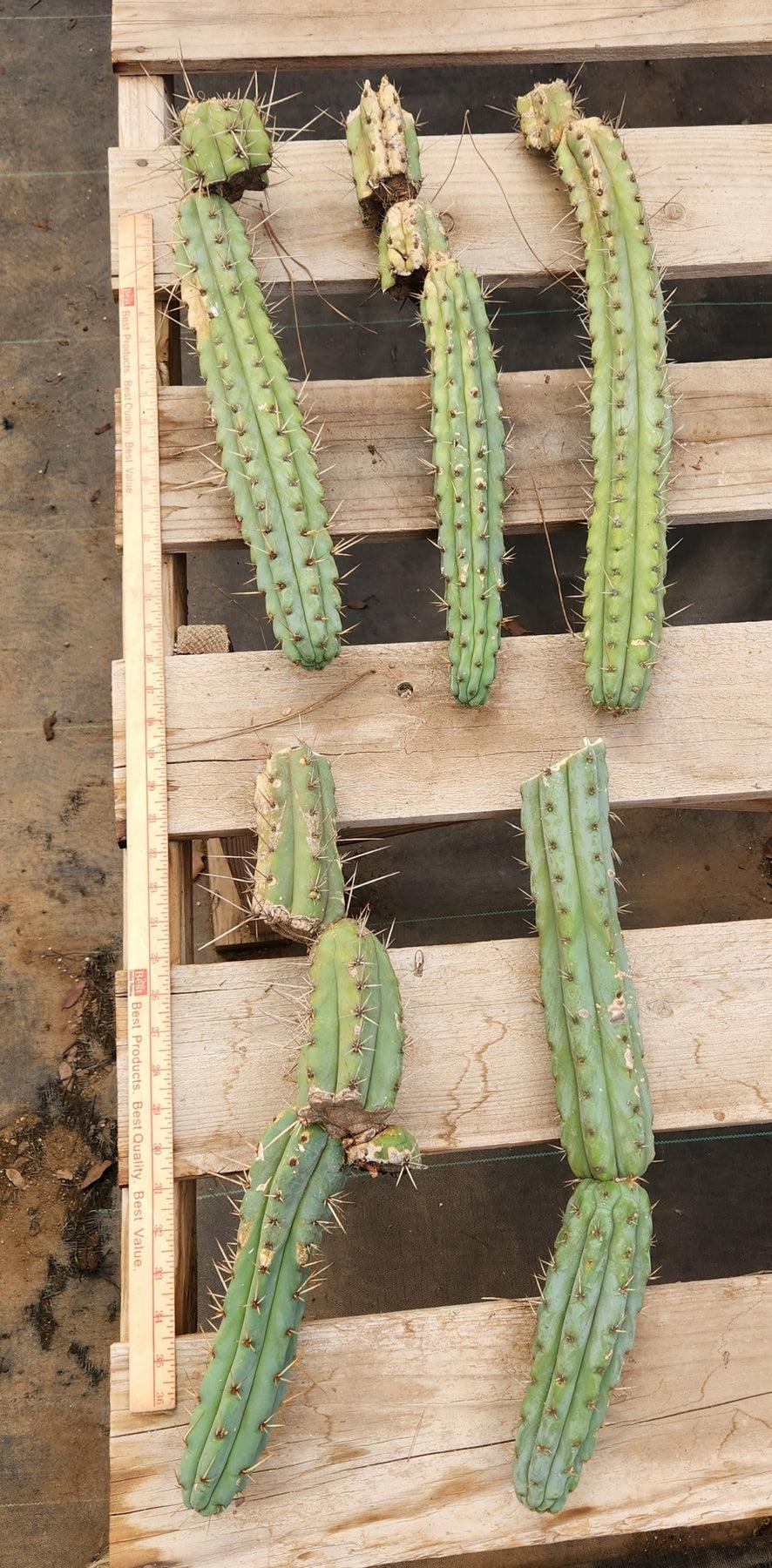 best san pedro cactus #EC107 EXACT Trichocereus Bridgesoid SunSpine cutting 5-6" Bridgesoid SunSpine Tip cutting