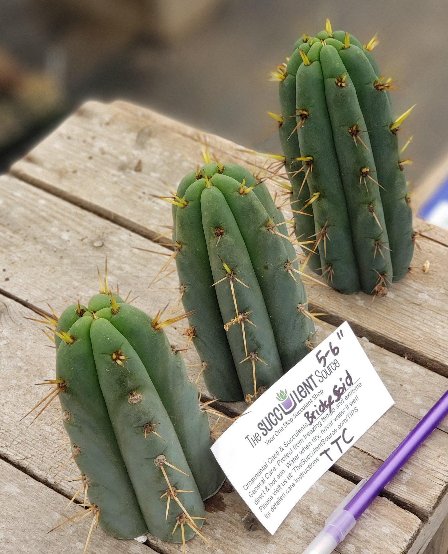 #EC107 EXACT Trichocereus Bridgesoid cutting 5-6"-Cactus - Large - Exact-The Succulent Source