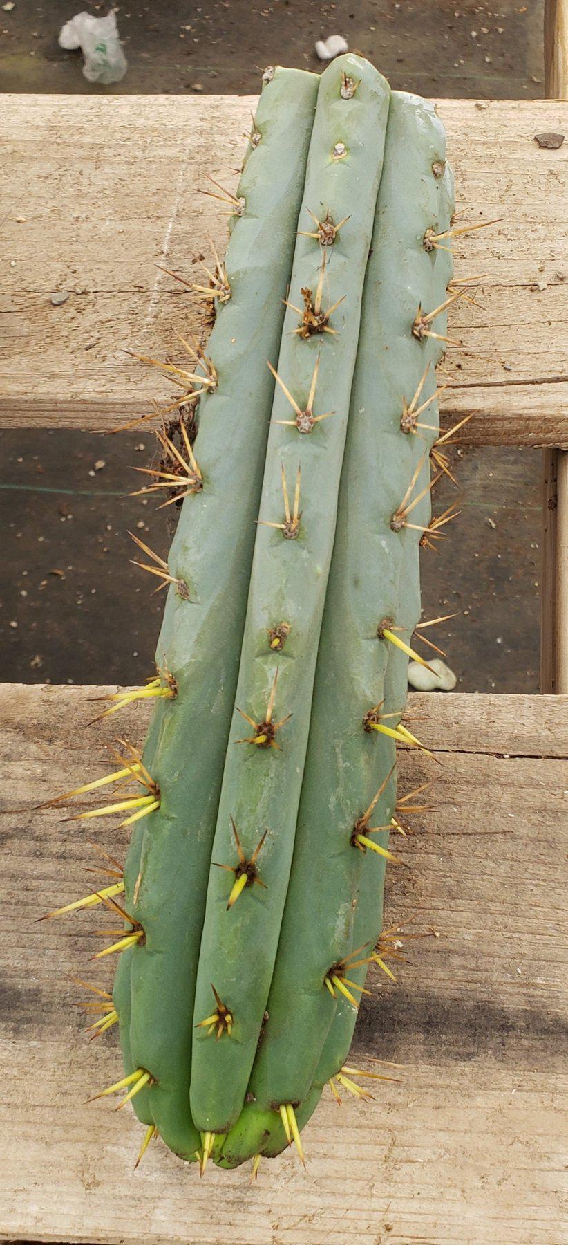 #EC107 EXACT Trichocereus Bridgesoid "SunSpine" cutting-Cactus - Large - Exact-The Succulent Source