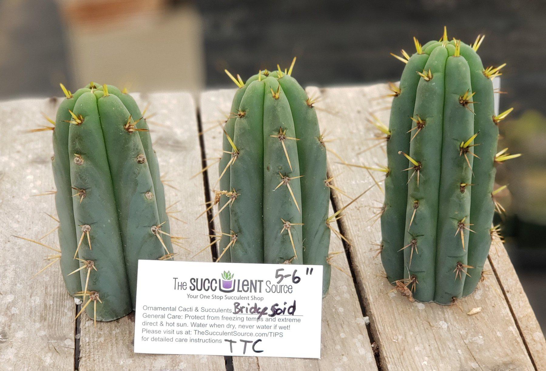 #EC107 EXACT Trichocereus Bridgesoid cutting 5-6"-Cactus - Large - Exact-The Succulent Source