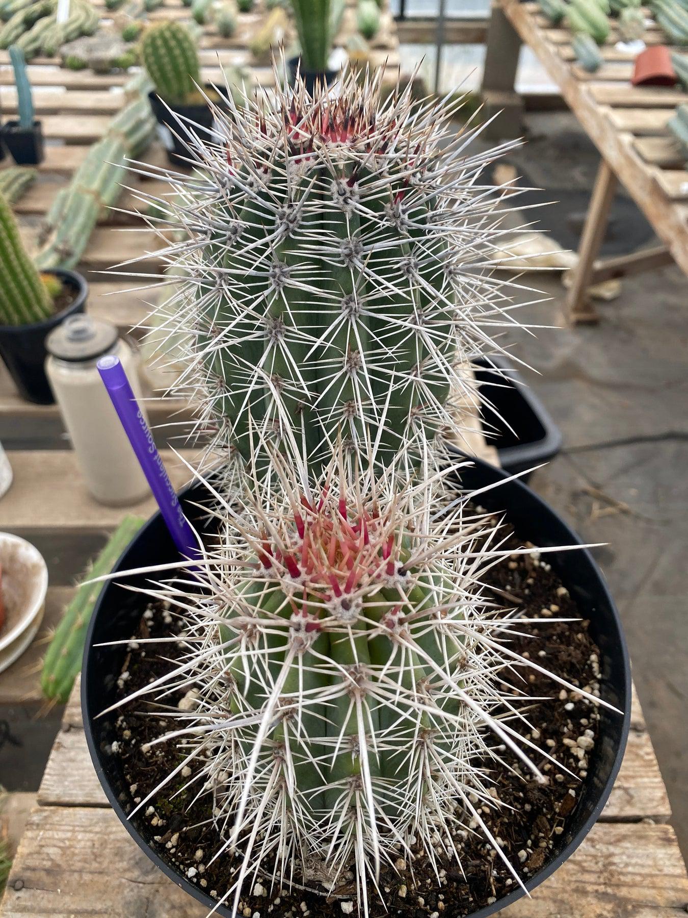 #EC110 EXACT Pachycereus Pringlei Cardon Ornamental Cactus 8" and 5"-Cactus - Large - Exact-The Succulent Source