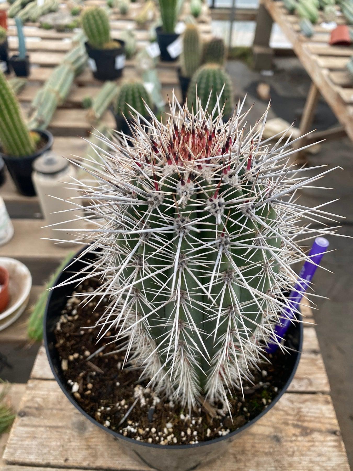 #EC110 EXACT Pachycereus Pringlei Cardon Ornamental Cactus 8" and 5"-Cactus - Large - Exact-The Succulent Source