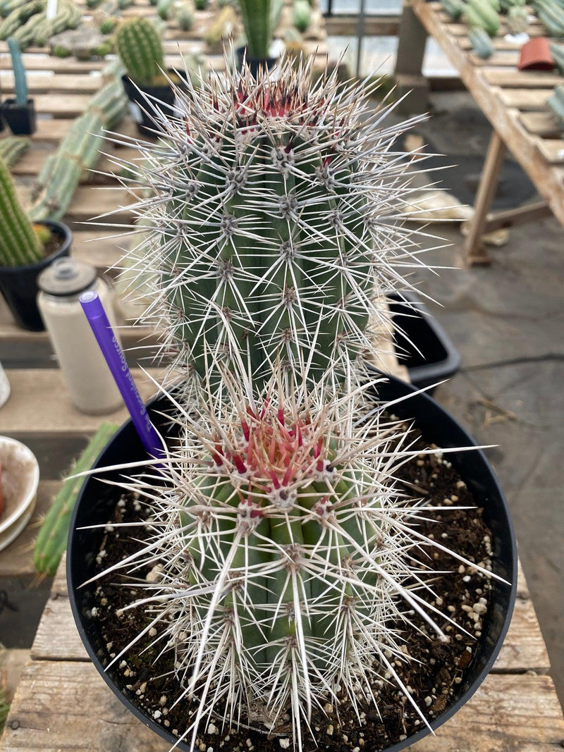 #EC110 EXACT Pachycereus Pringlei Cardon   Ornamental Cactus 8" and 5"