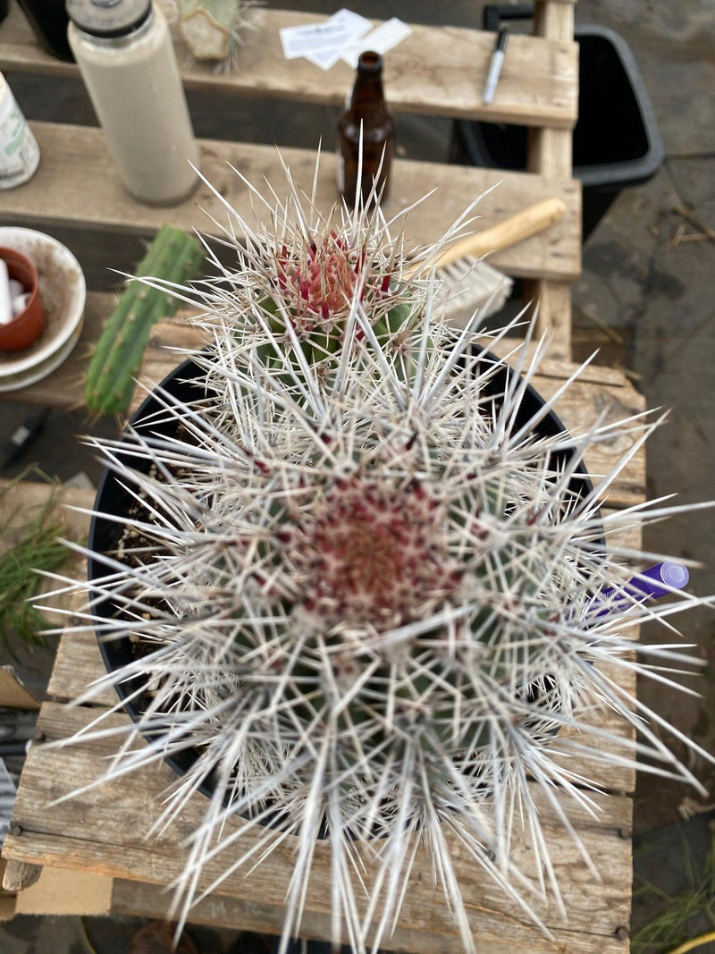 #EC110 EXACT Pachycereus Pringlei Cardon   Ornamental Cactus 8" and 5"